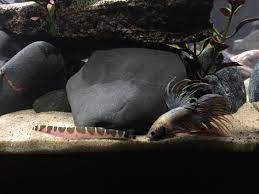 Find black kuhli loaches for sale at your local petsmart store! Are Harlequin Rasboras An Option Harlequin Rasbora Forum 317318