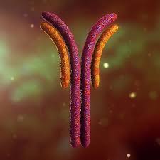 Antibody Anatomy Immune Biology Cell Human System Cell New Electronic Gadgets Low Poly Models