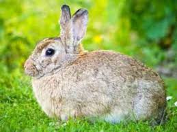 The buck will mount the doe and bite her on the back of the neck for stability, and to keep the doe in place. Reasons For The Rabbit To Refuse Mating Farmer