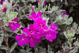 Medium growing, rounded, evergreen shrub. Texas Sage Plant Leucophyllum Frutescens Grow And Care Tips Florgeous