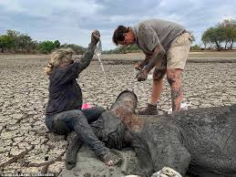 Stuck in a muddle with you! Two baby elephants rescued after ...