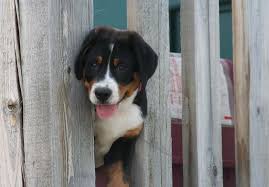 We did not find results for: Greater Swiss Mountain Dog Puppies For Sale In Michigan Dogwalls