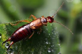 You may need to control their population if you. Blog Earwigs The Bug The Myth The Legend