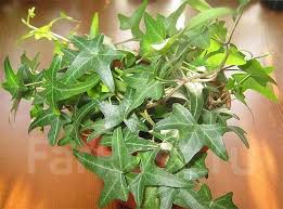 Плющ - Hedera helix 'Mini Heron' во Владивостоке