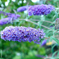 Buddleja Davidii, arbre aux papillons