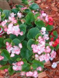 Image result for Begonia scutifolia