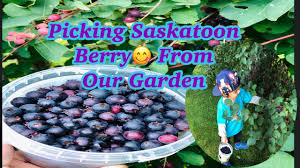 What is a saskatoon berry? Growing Saskatoon Berries In Our Garden Better Than Blueberries Saskatoon Tree Youtube