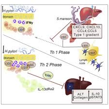 Cu cat avocatul detine o calificare mai mare, cu atat sansa de reusita a cazului va. Concomitant Infection Of S Mansoni And H Pylori Promotes Promiscuity Of Antigen Experienced Cells And Primes The Liver For A Lower Fibrotic Response Sciencedirect