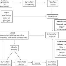 Current Schematic Of The Pathophysiology Of Ards Download