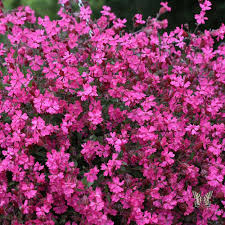 Image result for Silene