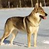 Meine hunden ausser buju auch nicht trotzdem sind sie feine hunden was solls es gibt hier sowieso kein weihnachtsmarkt. Https Encrypted Tbn0 Gstatic Com Images Q Tbn And9gcr5p Pm2vgvo1skfswxzvmsmdicca2fjwjreqdbegv9cgnhdme0 Usqp Cau