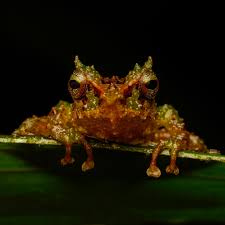 Image result for Pristimantis nankints