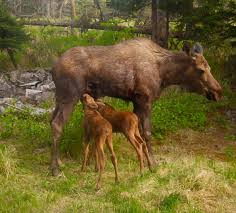 Moose are distinguished by the broad, flat (or. Moose
