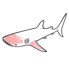 Complete Guide on How to Draw a Whale Shark