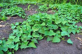 As you will see, growing sweet potatoes is very easy and they are very nutritious. How To Grow Sweet Potatoes At Home Gardener S Path