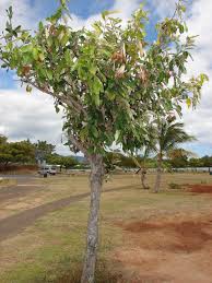 Image result for Heritiera