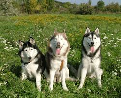 Check spelling or type a new query. 15 Pros And Cons Of Owning Siberian Huskies Pethelpful