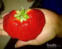 Maybe you would like to learn more about one of these? Biggest Strawberry Ever Food Posters Hudo Com