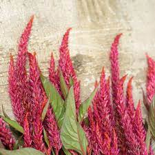 Forest Fire Celosia Seeds Heirloom Seeds Flowers Bulb Flowers