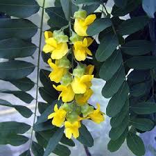 Image result for Calpurnia aurea