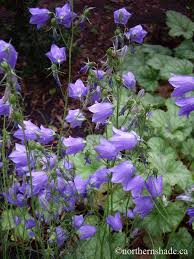 Campanula Cochlearifolia Fairy Thimble Bellflower The Flowers Are Small Bells With A Scalloped Edge That Hang Down Or Outwards From Slender Flower Stems Tuin
