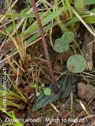 Image result for Disperis virginalis