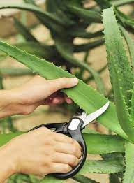 The deeper pot will accommodate the length of the aloe vera stem. Aloe Harvesting How And When To Harvest An Aloe Vera Plant