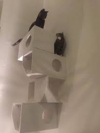 Image result for nautilus mockups