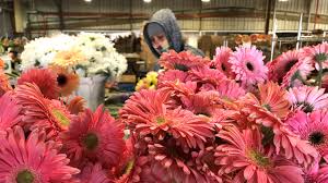 Designs unique and unusual flower arrangements with delivery across the lower 48 states. Coronavirus California San Francisco Based Farmgirl Flowers Finds A Way To Flourish After Covid 19 Shut Down Non Essential Businesses Abc7 San Francisco