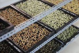 Image result for RAU MẦM CẢI XANH