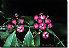 Image result for Symphonia globulifera