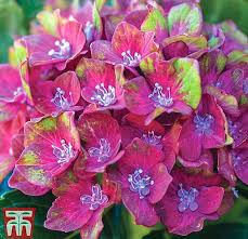 Peegee will be lovely in the first couple years. How To Prune A Hydrangea Thompson Morgan