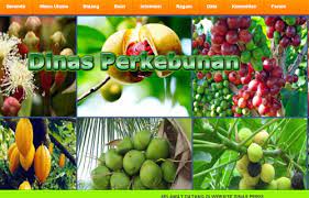 Jabar Kembangkan 30 Jenis Komoditas Perkebunan Website Resmi Pemerintah Provinsi Jawa Barat