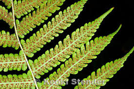 Image result for Christella dentata