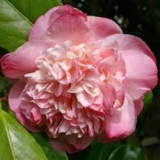 Camellia Mrs Lyman Clarke Beautiful Flowers Pink Plant Pretty Flowers