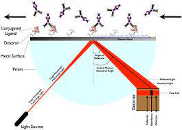 • light is coupled in at the correct angle • the frequency of light matches the natural frequency of the surface. Surface Plasmon Resonance Wikipedia