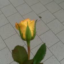 Promotii si reduceri la catalog pentru o perioada de timp limitata. Lidl Supermarkt In Cluj Napoca