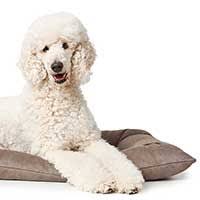 Große auswahl an hundefutter, hundespielzeug und hundepflege im schecker hundeshop! Hundebetten Schecker Hundeshop