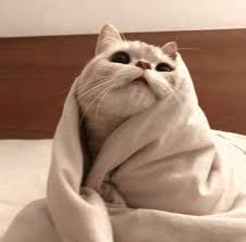 #cutecataesthetic, #cutecat, #cataesthetic, #cat#aesthetic#cute, #cuteaesthetic, #catsaesthetic, #catcoreaesthetic, # . Cat Aesthetic Explore Tumblr Posts And Blogs Tumgir