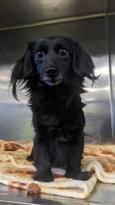 This sweet pup was brought to...