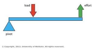 What Levers Does Your Body Use Science Learning Hub