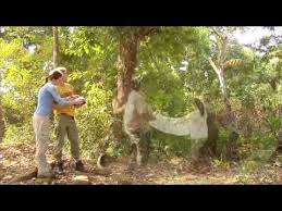 A Video That Touches On The Major Topics Of Biodiversity Biodiversity Biology Units Science Units