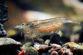 I was stupid in that i got the betta and the shrimp at the same time. The Ultimate Guide To The Amano Shrimp Breeding Care And Lifespan Fishkeeping World