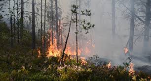 Posts tagged ' skogsbrand ' låt det brinna. Skogsbrand Arkiv Sak Liv