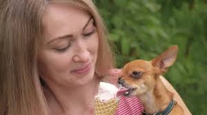 However, there are some things you should know before feeding these fruits to your dog. The Dog Licks Ice Cream Stock Footage Video 100 Royalty Free 1012488395 Shutterstock