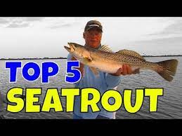 Top 5 Biggest Speckled Seatrout And The Best Trout Lures Youtube Trout Fishing Lures Trout Fishing Fishing Lures