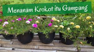 Tanah, ipal, instalasi listrik, apar, genset, penangkal petir, radio orari, dll) 2. Cara Menanam Bunga Krokot Merah Cara Kreatif Menanam Bunga Krokot Youtube