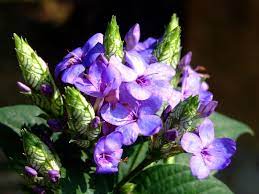 acanthaceae 爵床科 eranthemum nervosum 可愛花 藍花仔 plants flowers pollination