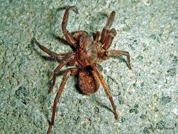 This soft brown large friendly it is a vagrant spider uliodon spp. Phil Bendle Collection Vagrant Spider Uliodon Unidentified Species 1 Citscihub