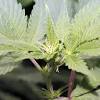 When it comes to male cannabis plants in the garden, they are sturdier and thicker. 1